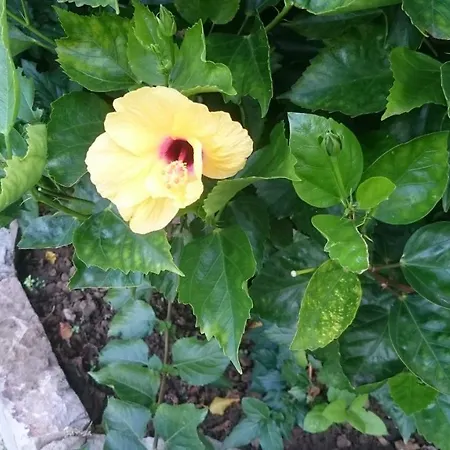 Casa Belmonte 2bed 2bath Garden Appartement